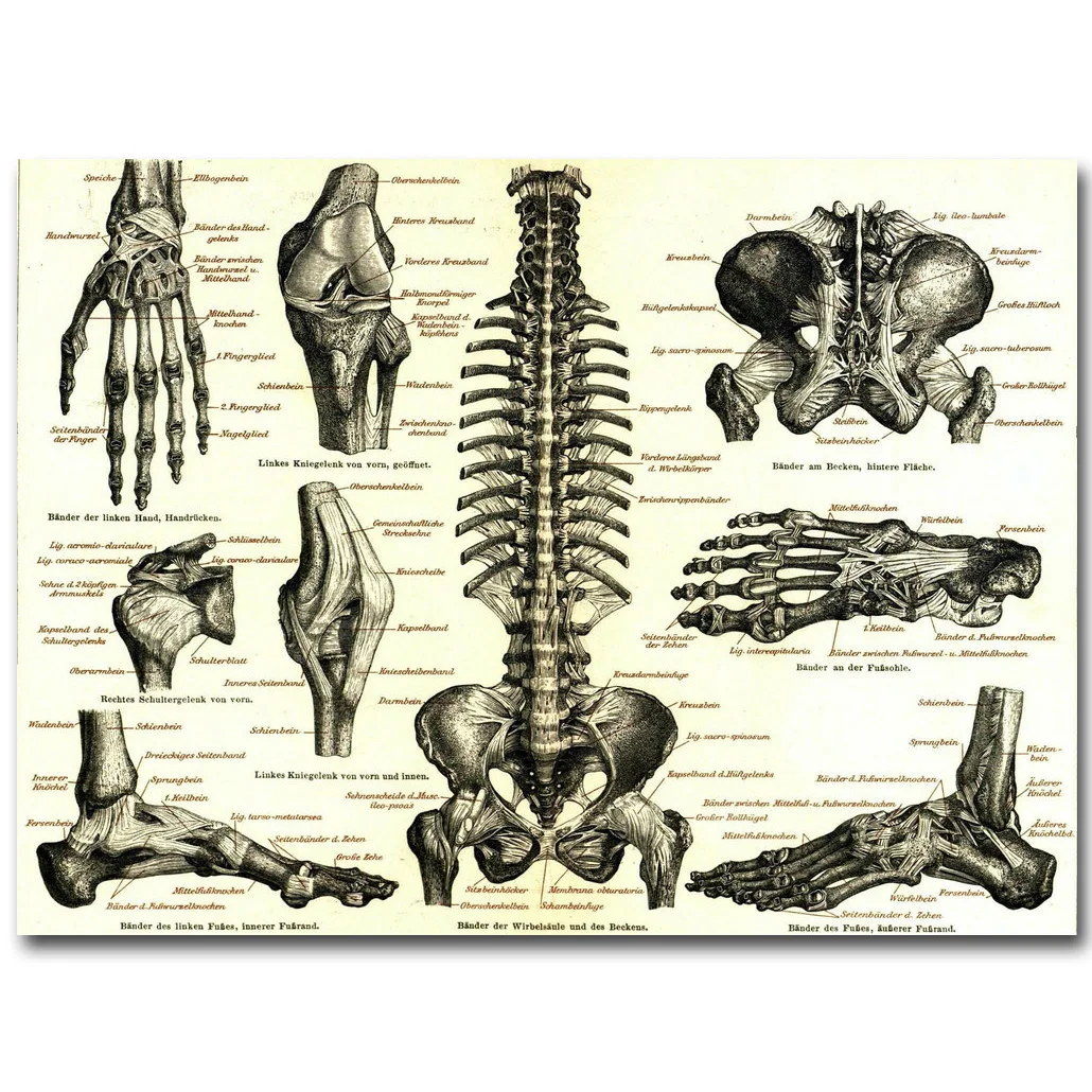 Human Anatomy Bone Skeletal System Art Silk Cloth Poster Print 16x20 32x42 inch Body Map Pictures for Medical Education 020
Human Anatomy Bone Skeletal System Art Silk Cloth Poster Print 16x20 32x42 inch Body Map Pictures for Medical Education 020