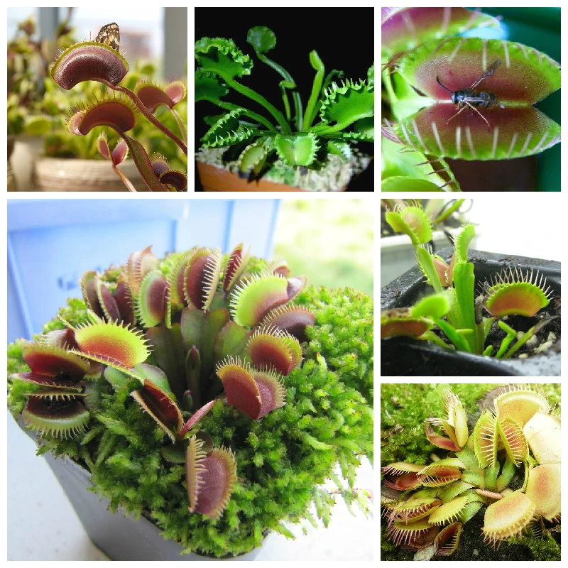 Dionaea Muscipula Giant Clip Venus Fly Trap Insectivorous Outdoor & Indoor Garden Plant Bonsai Family Potted Free Shipping 50pcs
Dionaea Muscipula Giant Clip Venus Fly Trap Insectivorous Outdoor & Indoor Garden Plant Bonsai Family Potted Free Shipping 50pcs
