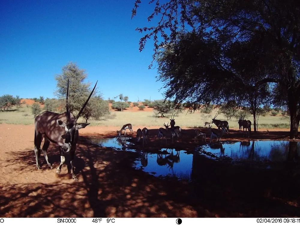 4G Hunting camera (5)