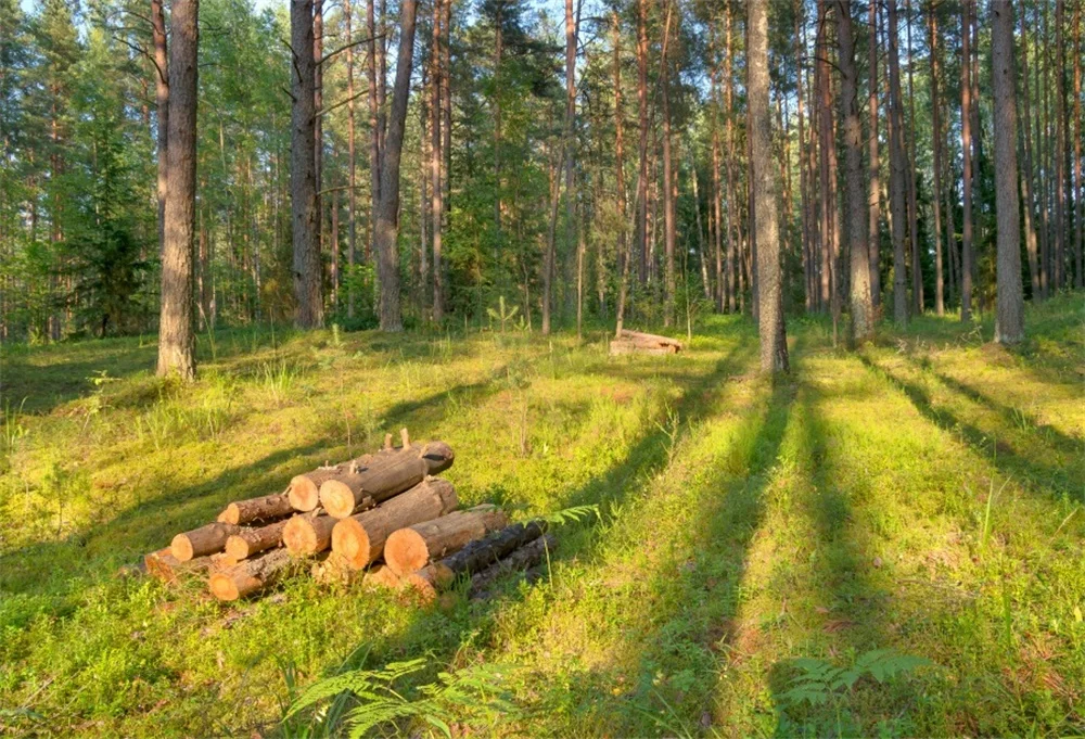 Laeacco Forest Trees Grassland Wood Scenic Photography Backgrounds Customized Photographic Backdrops For Photo Studio
Laeacco Forest Trees Grassland Wood Scenic Photography Backgrounds Customized Photographic Backdrops For Photo Studio