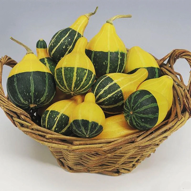 10 pieces Most Watched Value of Pumpkin Mandarin Duck Pear Pumpkin of Perennial Garden Ornamental Potted Plants
10 pieces Most Watched Value of Pumpkin Mandarin Duck Pear Pumpkin of Perennial Garden Ornamental Potted Plants