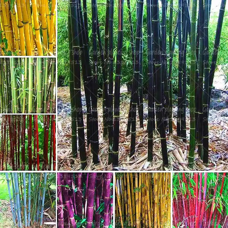 40Pcs/Bag rare bamboo plant rapid growth bonsai plant tree family garden garden flower decoration potted plants
40Pcs/Bag rare bamboo plant rapid growth bonsai plant tree family garden garden flower decoration potted plants