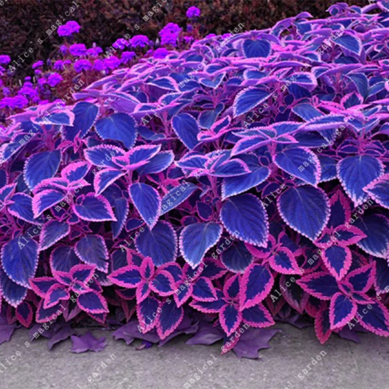 100pcs Blue Coleus Blumei Pink Edge Beautiful Unique Perillic Foliage Herb Flowers Perennials Outdoor Ornamental Plants
100pcs Blue Coleus Blumei Pink Edge Beautiful Unique Perillic Foliage Herb Flowers Perennials Outdoor Ornamental Plants