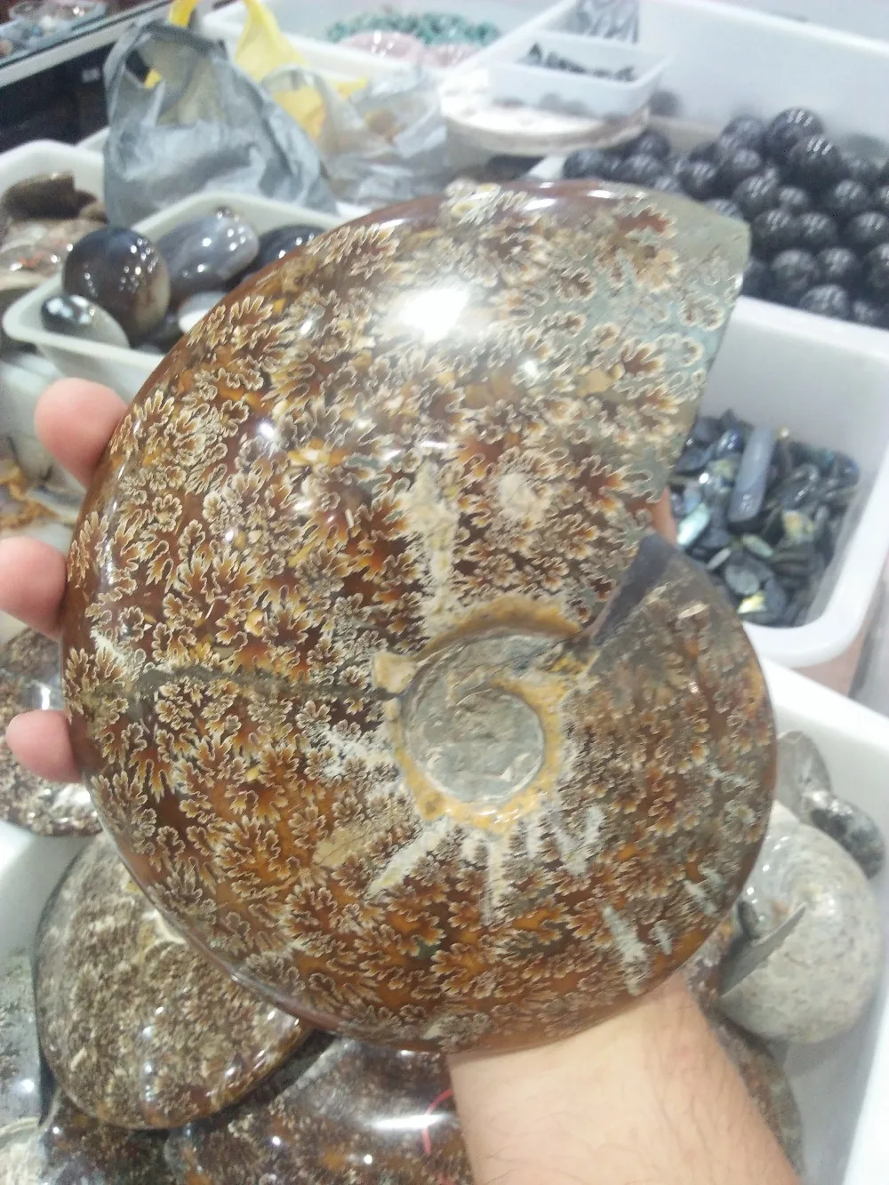 large sizedrop shipping Natural rainbow Crystal gemstone Ammolite meditation reiki healing mineral crystal conch shell wholesale
large sizedrop shipping Natural rainbow Crystal gemstone Ammolite meditation reiki healing mineral crystal conch shell wholesale