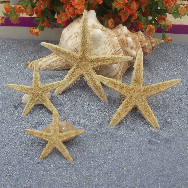 100Pcs/Lot Mini Starfish Craft Decoration Natural Sea Stars DIY Beach Cottage Wedding Decor Crafts Wedding
100Pcs/Lot Mini Starfish Craft Decoration Natural Sea Stars DIY Beach Cottage Wedding Decor Crafts Wedding