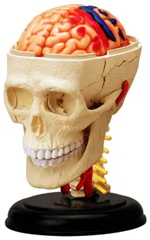 4D Master Human CRANIAL NERVE SKULL anatomical model condoms medical instruments traumatic gun buy denture teeth biologia anatom
4D Master Human CRANIAL NERVE SKULL anatomical model condoms medical instruments traumatic gun buy denture teeth biologia anatom