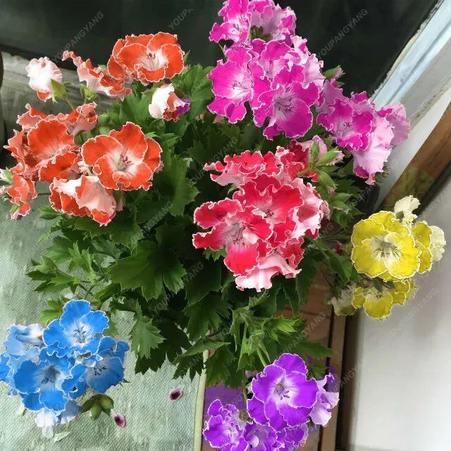 Hot Sale 50pcs Rare Geranium bonsai Perennial Flower Hardy Plant Bonsai Potted Apple blossom Rosebud Pelargonium Garden Decor
Hot Sale 50pcs Rare Geranium bonsai Perennial Flower Hardy Plant Bonsai Potted Apple blossom Rosebud Pelargonium Garden Decor