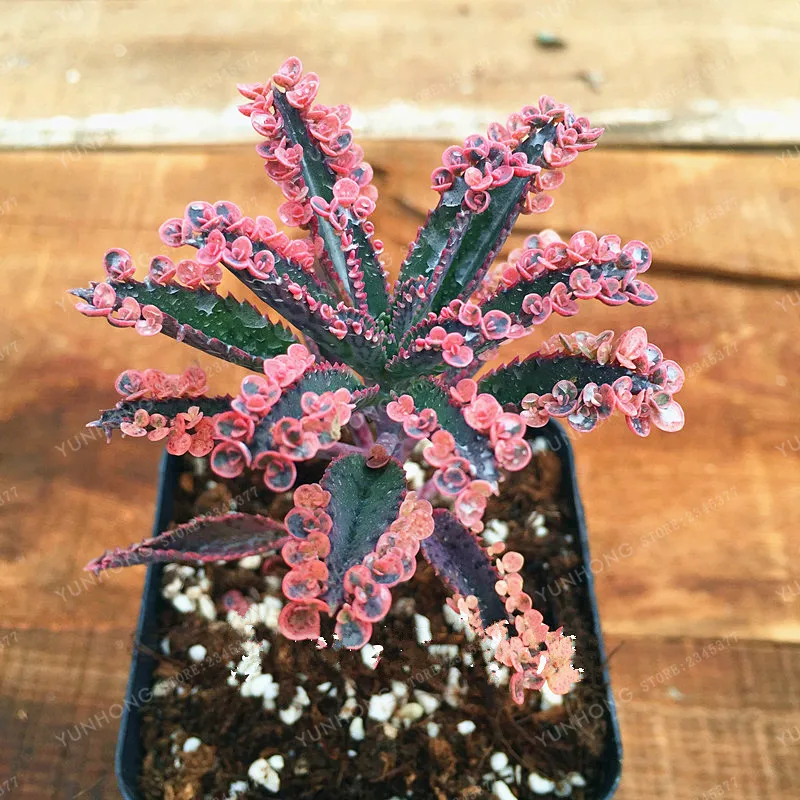 100pcs Succulents Bonsai Indoor Plants Rare Succulents Plante Home Garden Diy For Bonsai Gift
100pcs Succulents Bonsai Indoor Plants Rare Succulents Plante Home Garden Diy For Bonsai Gift