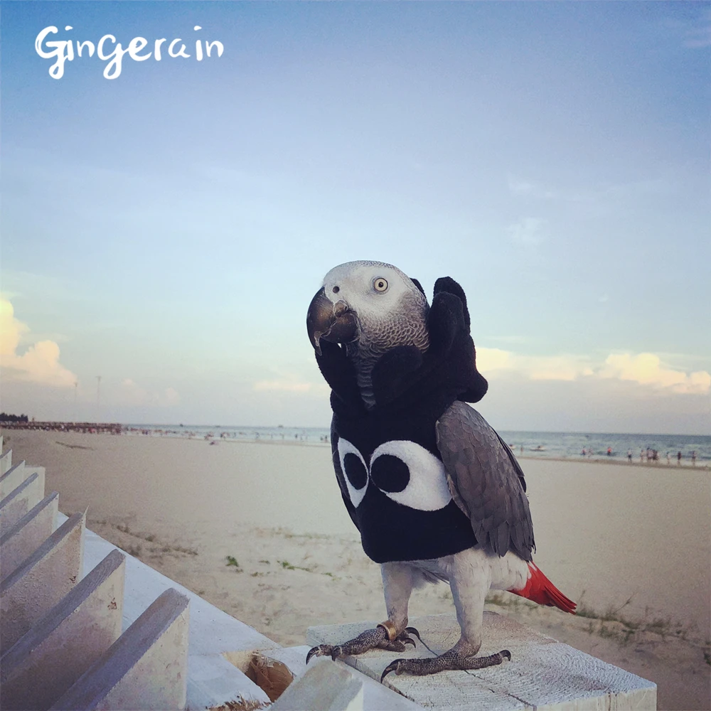 Gingerain Bird clothes Parrot clothes q guy original hand-made custom bird clothes Hooded Sweater White cloud roll
Gingerain Bird clothes Parrot clothes q guy original hand-made custom bird clothes Hooded Sweater White cloud roll