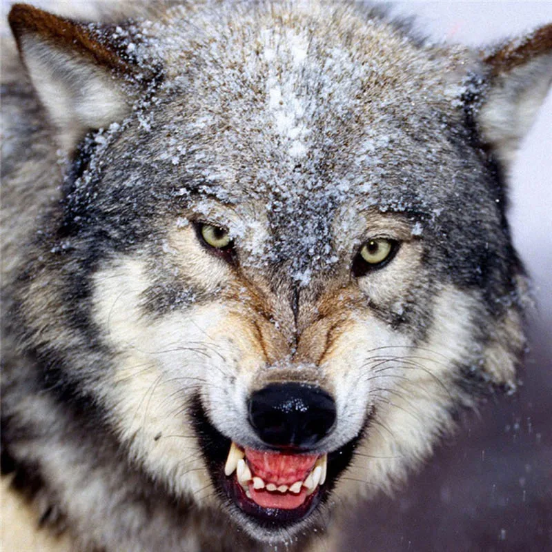 Animal Diamond Embroidery 5D DIY Diamond Painting Snow Forest Wolf Cross Stitch Full Rhinestone Mosaic Room Decor
Animal Diamond Embroidery 5D DIY Diamond Painting Snow Forest Wolf Cross Stitch Full Rhinestone Mosaic Room Decor