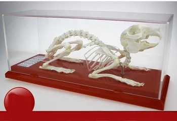 Rabbit Skeletal Specimens Rabbit Skeleton Model Educational Equipment Teaching Model
Rabbit Skeletal Specimens Rabbit Skeleton Model Educational Equipment Teaching Model