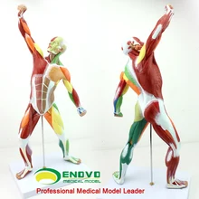 Art human body whole body muscle model exercise muscle anatomy system fitness teaching 50*24.5*17cm
Art human body whole body muscle model exercise muscle anatomy system fitness teaching 50*24.5*17cm