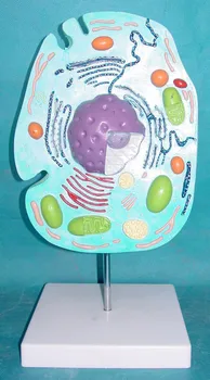 Animal Cell Anatomy Model Animal Cell Subcellular Structure Model Submicroscopic Animal Cell Anatomy Medical Teaching Supplies
Animal Cell Anatomy Model Animal Cell Subcellular Structure Model Submicroscopic Animal Cell Anatomy Medical Teaching Supplies