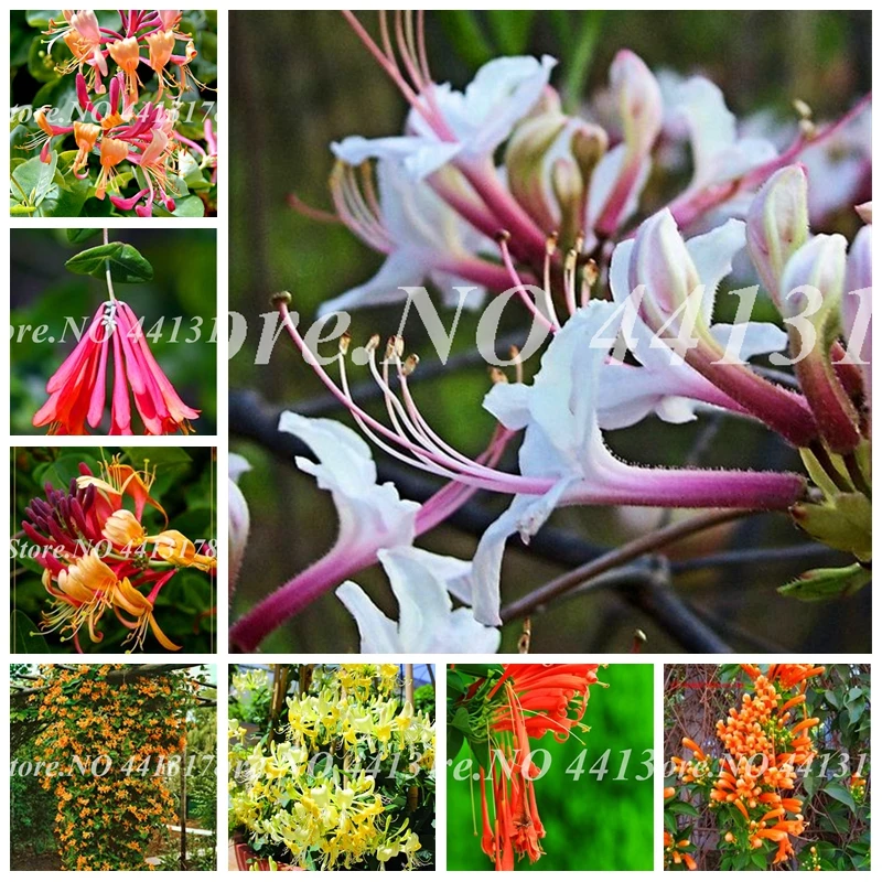 200 PCS Honeysuckle (Tecomaria Capensis) Bonsai Lonicera Japonica Sweet Herbal Medicine Plant for Home Garden Potted Planting
200 PCS Honeysuckle (Tecomaria Capensis) Bonsai Lonicera Japonica Sweet Herbal Medicine Plant for Home Garden Potted Planting