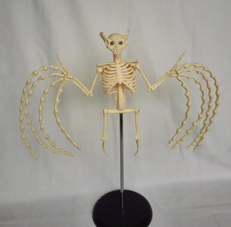 Bat Skeleton Model Skeletal Skeleton Bones Animal Anatomical Model Veterinary Animal Skeleton Model Medical Teaching Models
Bat Skeleton Model Skeletal Skeleton Bones Animal Anatomical Model Veterinary Animal Skeleton Model Medical Teaching Models