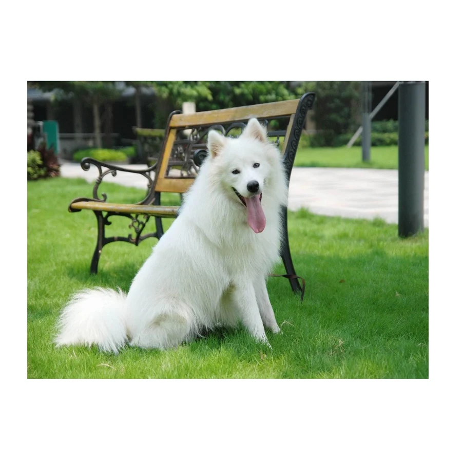 Diamond painting Samoyed dog cross stitch kit 3D Diy diamond embroidery sale diamond mosaic pattern home decor kids gift
Diamond painting Samoyed dog cross stitch kit 3D Diy diamond embroidery sale diamond mosaic pattern home decor kids gift