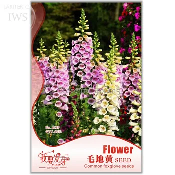 Common Foxgloves Seeds Liberty Bell Seeds, Original Pack, 60 seeds, attractive shape  beautiful ornamental flower IWSA139