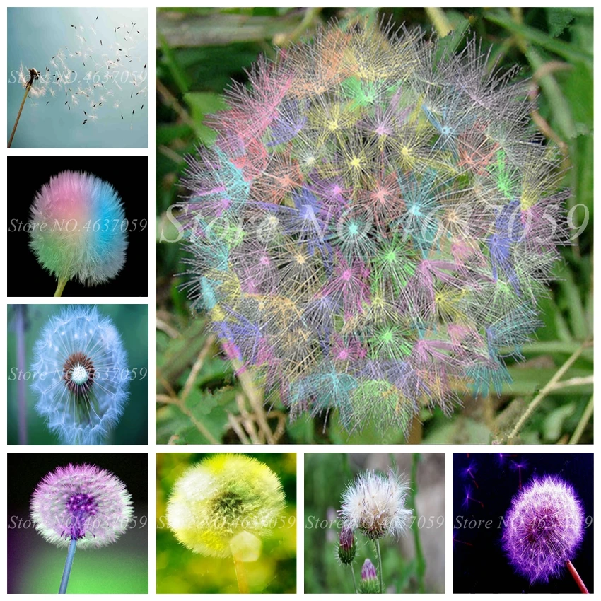 100 Pcs Bonsai Taraxacum Mongolicum Flower Potted Outdoor Beautiful Dandelion Herb Plant DIY Home Garden Supplies Easy to Grow
100 Pcs Bonsai Taraxacum Mongolicum Flower Potted Outdoor Beautiful Dandelion Herb Plant DIY Home Garden Supplies Easy to Grow