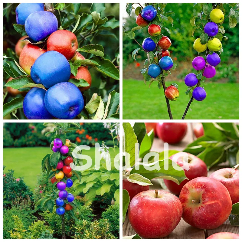 30 Pcs Apple Bonsai,Sweet Fruit Bonsai Tree Organic Delicious Four Season Sowing Rare Green Fruit Potted plant Healthy Garden
30 Pcs Apple Bonsai,Sweet Fruit Bonsai Tree Organic Delicious Four Season Sowing Rare Green Fruit Potted plant Healthy Garden