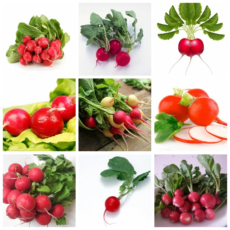Decicious Mixed Round Radish Vegetable Bonsai 100 Pcs Green Food Healthy Plant Raphanus Sativus For Garden Flower Pot Plants
Decicious Mixed Round Radish Vegetable Bonsai 100 Pcs Green Food Healthy Plant Raphanus Sativus For Garden Flower Pot Plants