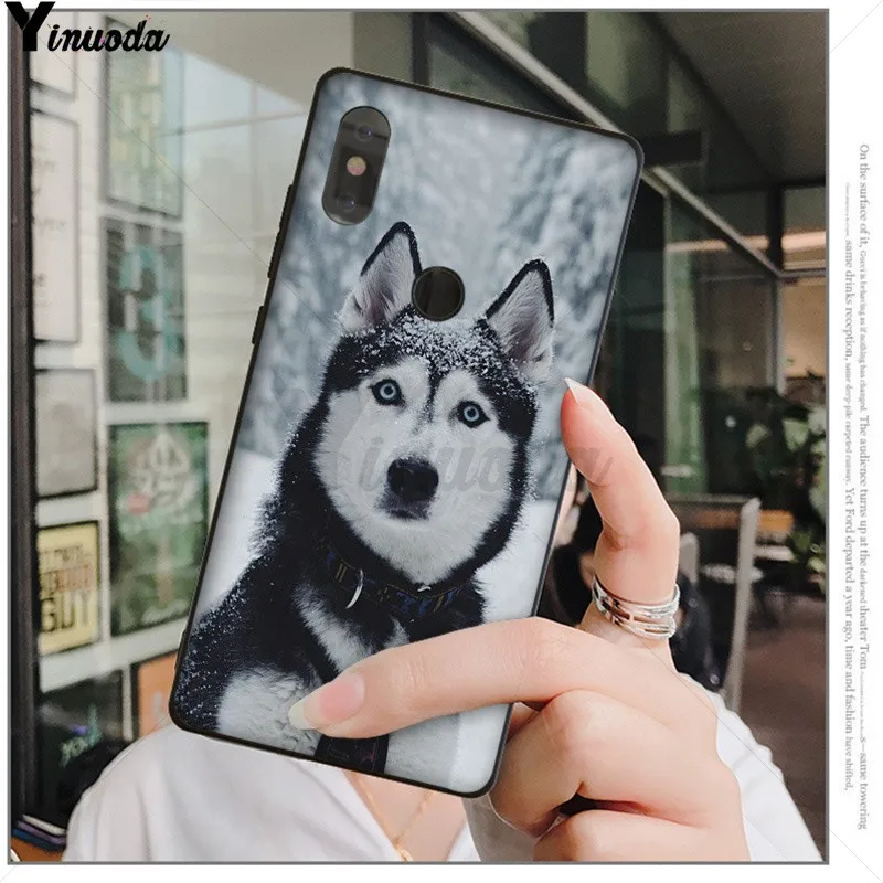Animal Husky cute Puppy Dog