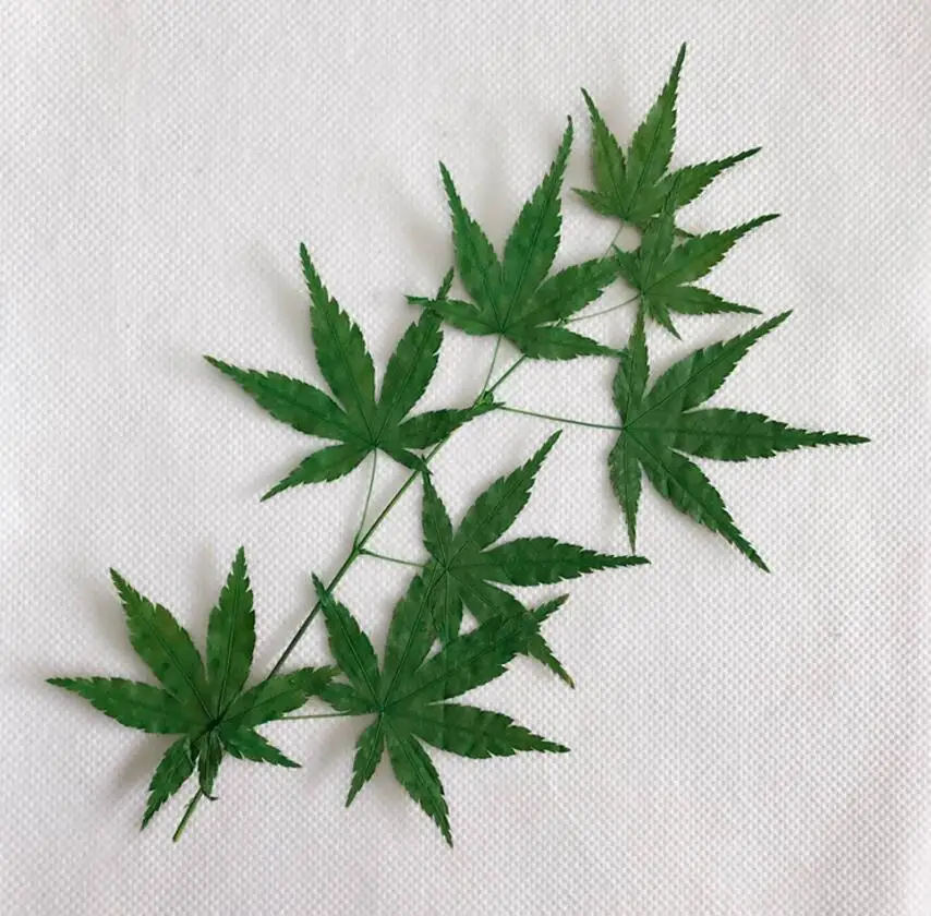 10 шт. сушеные прессованные зеленые кленовые ветки гербарий из растений для ювелирных изделий фоторамка Скрапбукинг Ремесло АКСЕССУАРЫ для изготовления
10 шт. сушеные прессованные зеленые кленовые ветки гербарий из растений для ювелирных изделий фоторамка Скрапбукинг Ремесло АКСЕССУАРЫ для изготовления