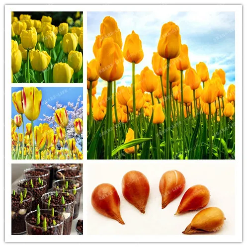 5pcs Bulbs True Yellow Tulip Bulbs Bonsai Tulips Variety Fresh Bulbous Root Flowers Planted Flower Bulbs Good Quality
5pcs Bulbs True Yellow Tulip Bulbs Bonsai Tulips Variety Fresh Bulbous Root Flowers Planted Flower Bulbs Good Quality