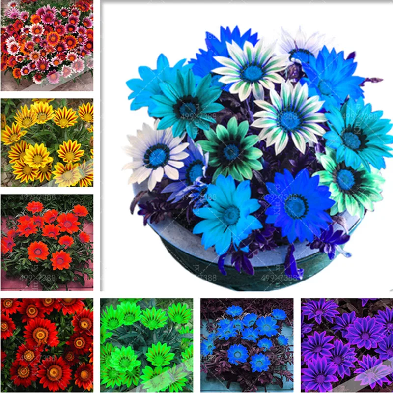 100 pcs Bonsai Gazania rigens Flower, potted flowers gazania flores, sunflowers Africa Splendens Chrysanthemum Ornamental Plant
100 pcs Bonsai Gazania rigens Flower, potted flowers gazania flores, sunflowers Africa Splendens Chrysanthemum Ornamental Plant