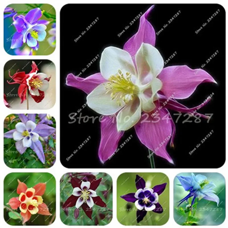 Free shipping Flower Bonsai Aquilegia Skgs Bluebird Bonzai Flowering Plants Indoor Balcony & Garden Seedsplant Semente 100 Pcs
Free shipping Flower Bonsai Aquilegia Skgs Bluebird Bonzai Flowering Plants Indoor Balcony & Garden Seedsplant Semente 100 Pcs
