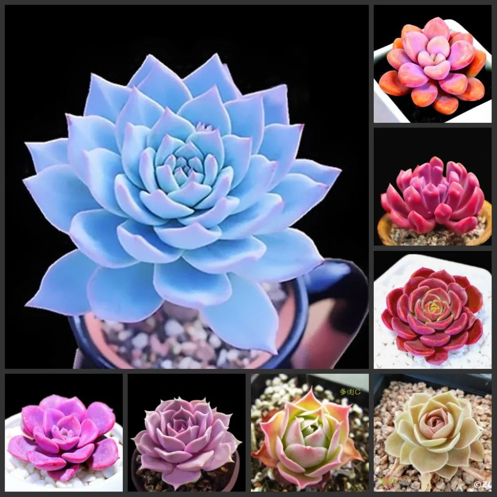 100pcs 100% Fresh Real Echeveria semillas - Bonsai Succulent Plant sementes (Ni-shi-lian)
100pcs 100% Fresh Real Echeveria semillas - Bonsai Succulent Plant sementes (Ni-shi-lian)