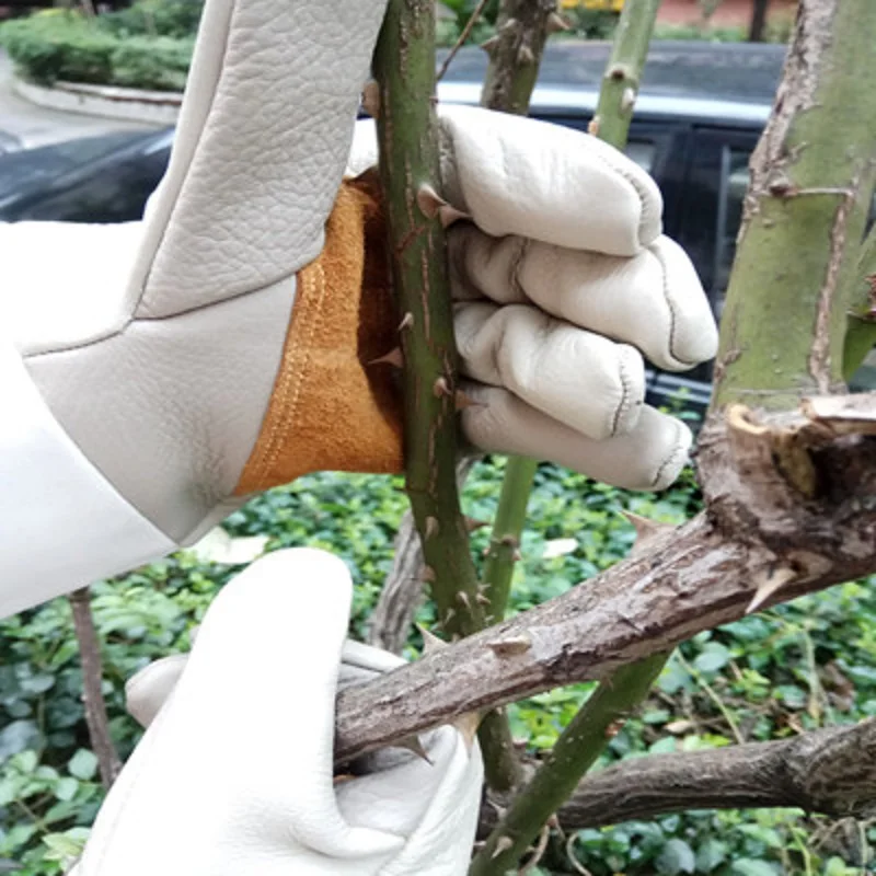 Anti-piercing Gloves Cactus Rose Thorn Plant Pruning Transplant Cowhide Gloves Wear-resistant Thicken 23/37/60 cm Gardening
Anti-piercing Gloves Cactus Rose Thorn Plant Pruning Transplant Cowhide Gloves Wear-resistant Thicken 23/37/60 cm Gardening