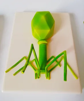 Phage virus model cell submicroscopic structure model science and education instrument
Phage virus model cell submicroscopic structure model science and education instrument