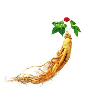 6pcs Changbai Mountain Fresh Ginseng Preservation Wine Cellar Soup health care for body
6pcs Changbai Mountain Fresh Ginseng Preservation Wine Cellar Soup health care for body