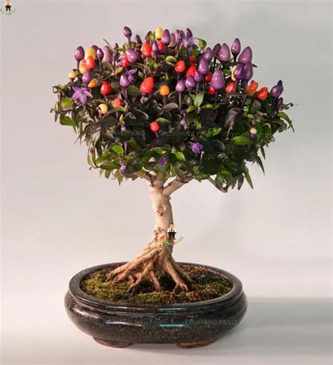 100pcs Fresh Japanese Hot Pepper Bonsai DIY Home Garden Vegetable Plant Bonsais Ornamental Rainbow Hybrid Chili plants
100pcs Fresh Japanese Hot Pepper Bonsai DIY Home Garden Vegetable Plant Bonsais Ornamental Rainbow Hybrid Chili plants