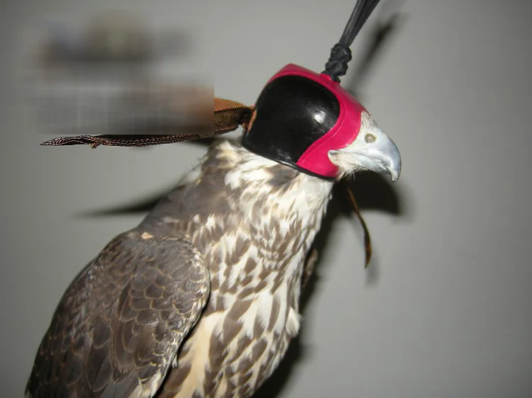 Dutch Style Headgear Eye Patch Eyeshade Blinkers Falconry Tactical Hunting Falco Hawk Black Eared Kite Winged Hat
Dutch Style Headgear Eye Patch Eyeshade Blinkers Falconry Tactical Hunting Falco Hawk Black Eared Kite Winged Hat