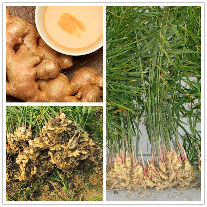 100 Pcs/Lot Hot Selling Ginger garden Balcony Vegetables Potted Important Bonsai Plant flores Four Seasons Zingiber plantas Plan
100 Pcs/Lot Hot Selling Ginger garden Balcony Vegetables Potted Important Bonsai Plant flores Four Seasons Zingiber plantas Plan