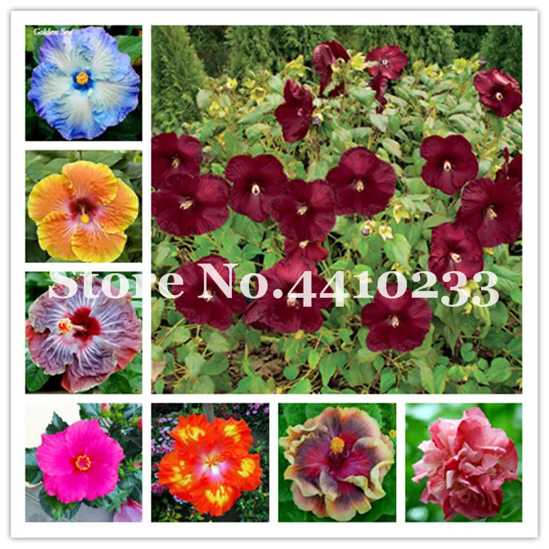 200pcs Double Flap Hibiscus Flower Tree Perennial Garden Very Fragrant Bonsai Plant Gaint Hibiscus For Home Bonsai Gift For Wife
200pcs Double Flap Hibiscus Flower Tree Perennial Garden Very Fragrant Bonsai Plant Gaint Hibiscus For Home Bonsai Gift For Wife
