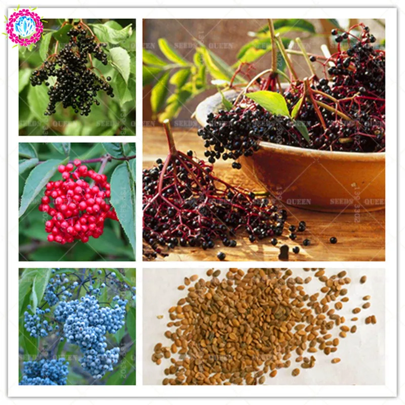 20 pcs/bag Real Elderberry Vegetable plant Perennial herbal medicine potted home&garden 95% germination rate bonsai
20 pcs/bag Real Elderberry Vegetable plant Perennial herbal medicine potted home&garden 95% germination rate bonsai