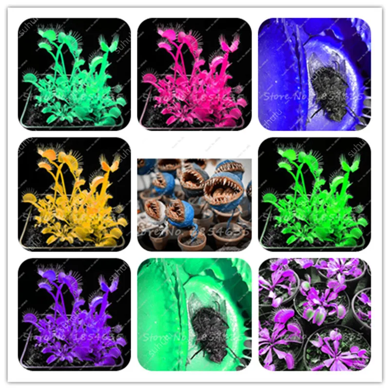 Promotion! 120 Pcs Potted Insectivorous Bonsai Plant, Blue Dionaea Muscipula Carnivorous Plants Giant Clip Venus Flytrap Plant
Promotion! 120 Pcs Potted Insectivorous Bonsai Plant, Blue Dionaea Muscipula Carnivorous Plants Giant Clip Venus Flytrap Plant