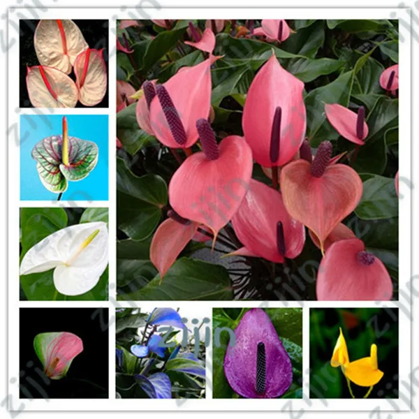 Anthurium bonsai plant 100 pcs/ bag Anthurium plant potted flower bonsais plants perennials flowering constantly
Anthurium bonsai plant 100 pcs/ bag Anthurium plant potted flower bonsais plants perennials flowering constantly