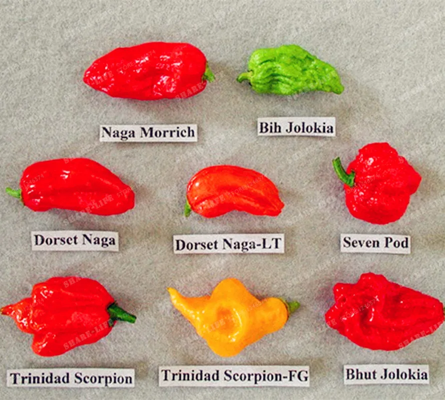 100 Pcs/ Bag Giant Spices Spicy Red Chili Hot Pepper Exotic Potted Bonsai Garden Plant For Flower Pot Planters Easy To Grow
100 Pcs/ Bag Giant Spices Spicy Red Chili Hot Pepper Exotic Potted Bonsai Garden Plant For Flower Pot Planters Easy To Grow