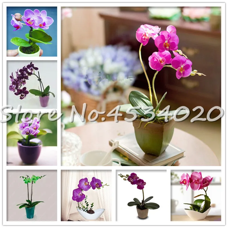 100 Pcs Mini Orchid Bonsai Flower Plants, Office Desktop Flowers, Indoor Garden Plants four Seasons Planting Rare Gifts For Kids
100 Pcs Mini Orchid Bonsai Flower Plants, Office Desktop Flowers, Indoor Garden Plants four Seasons Planting Rare Gifts For Kids