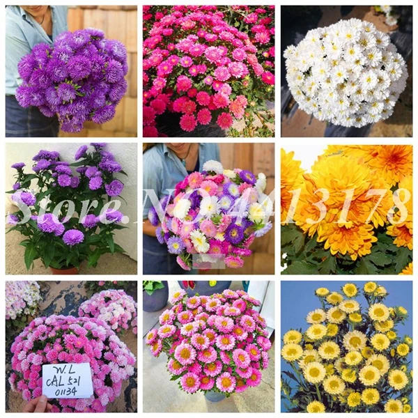 200 pcs/ bag Rare Flower Aster CALLISTEPHUS Chinese Chrysanthemum Mixed Color Bonsai for Home Garden Decor Free Shipping
200 pcs/ bag Rare Flower Aster CALLISTEPHUS Chinese Chrysanthemum Mixed Color Bonsai for Home Garden Decor Free Shipping