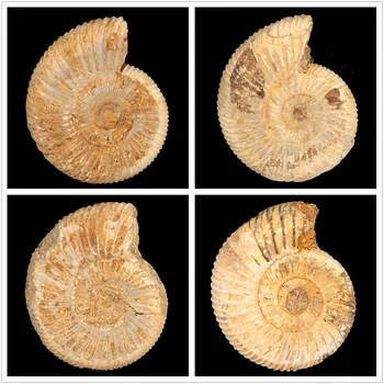 Natural bent trumpet Pavlov ammonite ammonite fossils original stone ornaments teaching specimens Kistler
Natural bent trumpet Pavlov ammonite ammonite fossils original stone ornaments teaching specimens Kistler