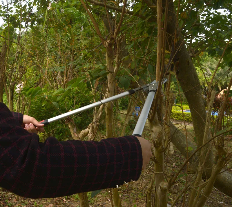 New Loppers Rough pruning high branches pruning shears Branches of fruit trees green garden