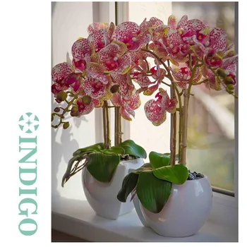 INDIGO- Phalaenopsis Orchid 90cm (7 flower/stem) Real Touch Artificial Flower Wedding Party Centerpiece Floral Interior Trim
INDIGO- Phalaenopsis Orchid 90cm (7 flower/stem) Real Touch Artificial Flower Wedding Party Centerpiece Floral Interior Trim