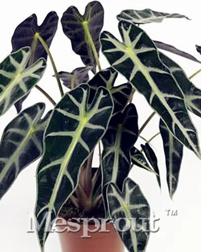 50PCS Plant Black Leaf Alocasia Bonsai Tree Indoor Ornamental Plants Home Garden Decoration Miniascape Bonsai
50PCS Plant Black Leaf Alocasia Bonsai Tree Indoor Ornamental Plants Home Garden Decoration Miniascape Bonsai