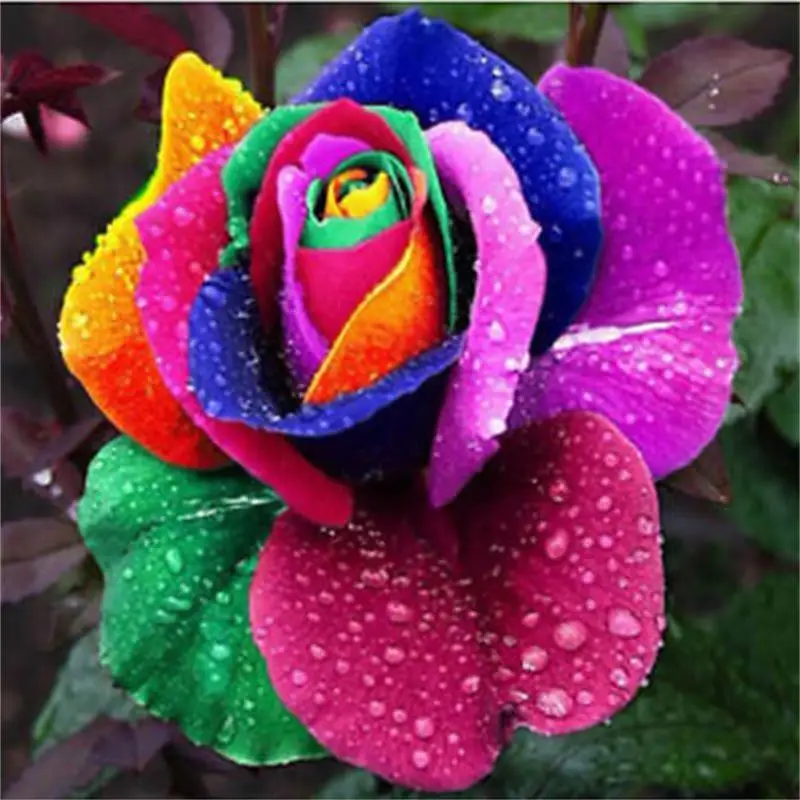 Beautiful Rainbow Color Rose Bonsai In Stock Flowers Seeds Plants Garden Decoration 100 pcs
Beautiful Rainbow Color Rose Bonsai In Stock Flowers Seeds Plants Garden Decoration 100 pcs