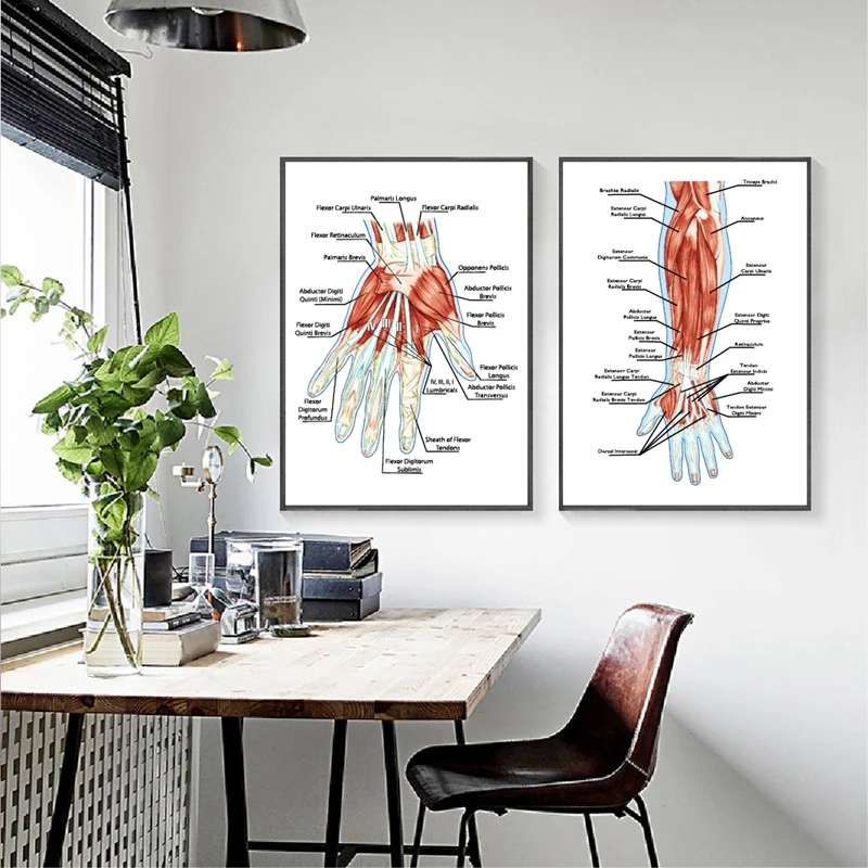 Human Muscular System Anatomy Poster Hand Palm Muscle Education Biological Board Prints Doctor Office Wall Decor Canvas Painting
Human Muscular System Anatomy Poster Hand Palm Muscle Education Biological Board Prints Doctor Office Wall Decor Canvas Painting