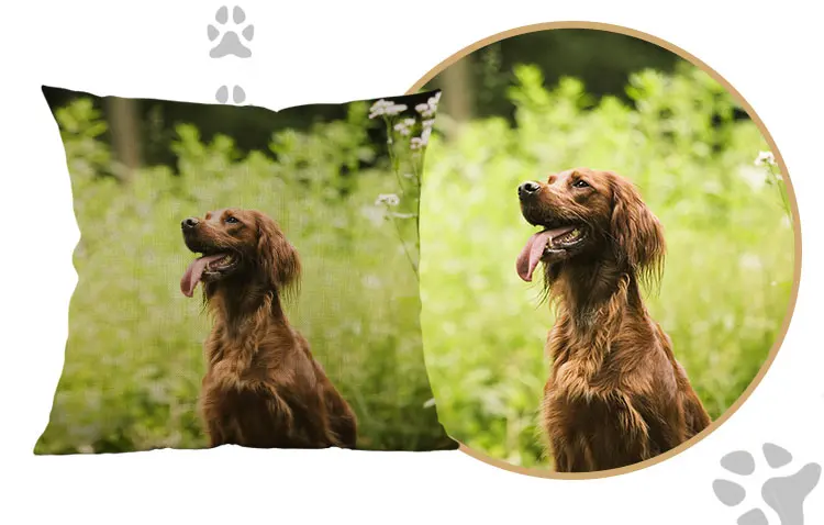 Irish Setter Size Chart